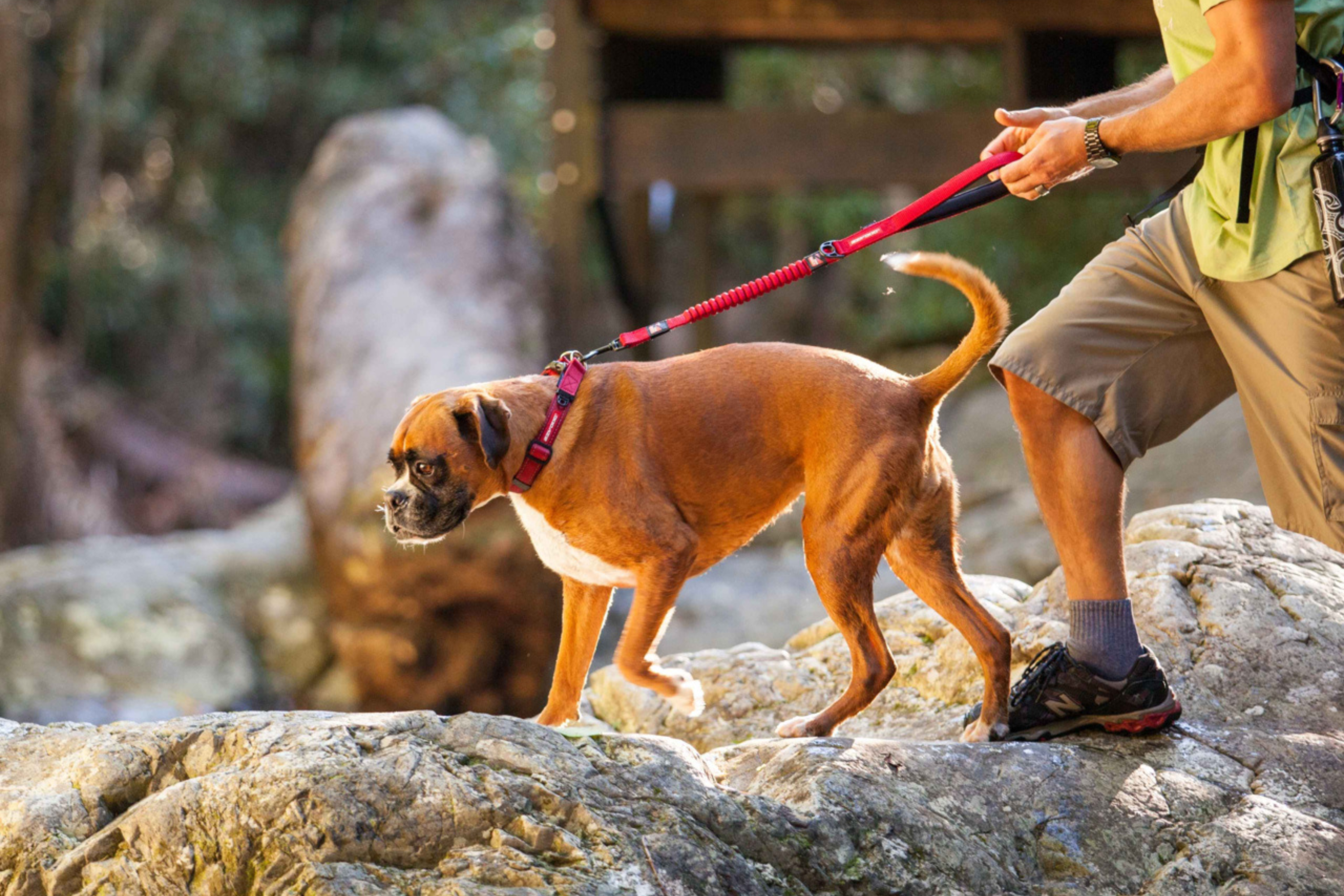 Better Walks With Trusted Leashes