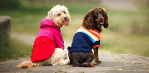 Everyday Comfort With Pet Clothes
